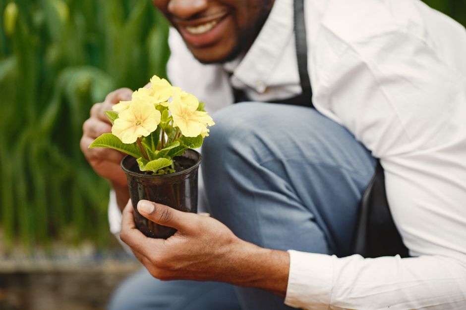 A man smiles while crouching in a garden, holding a small black pot with a yellow flowering plant that has broad green leaves. The garden features lush green foliage in the background, including tall grass and possibly shrubs, with a well-maintained lawn area. The soil around the plant appears moist, indicating recent watering or rain. The man is dressed in a white shirt and light blue trousers, suggesting casual garden maintenance activity. The scene is illuminated by natural daylight, showcasing vibrant plant colors and the neatly trimmed garden borders. This image reflects gardening work focused on plant care and garden beautification, consistent with services provided by Gardeners Hampstead for small garden care and landscaping.