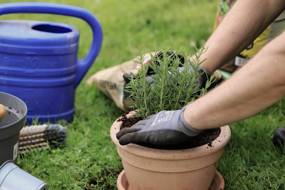 A gardener's hands wearing black gardening gloves are placing a potted herb, likely rosemary, into a terracotta garden pot on a lush green lawn. The scene features a blue watering can, a gray plant pot, and gardening tools scattered nearby, including a garden rake and a small gardening shovel. In the background, the well-maintained grass and open outdoor space suggest a small garden in the Hampstead Heath NW3 area, with natural daylight emphasizing the vibrant green foliage and soil texture. This outdoor scene captures the process of garden maintenance and planting, demonstrating careful planting activity typical of professional garden care by Gardeners Hampstead.