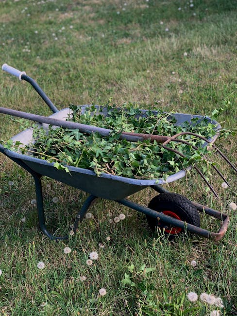 A dark blue metal wheelbarrow with a single black rubber wheel, placed on a lush grassy lawn scattered with small white dandelions. The wheelbarrow is filled with freshly cut green ivy branches, with some trailing over the sides. The handles are light grey, and the metal frame shows signs of use, indicating recent garden maintenance. The background features a well-kept garden area with a mix of grass and patches of bare soil, suggesting ongoing landscaping work. Natural daylight illuminates the scene, highlighting the vibrant green of the plants and the textures of the grass and soil. This setting reflects a garden care activity, likely carried out by Gardeners Hampstead, who specialize in garden tidying and landscaping work.